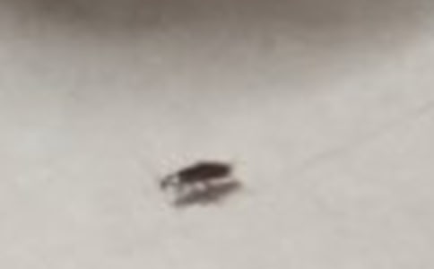 有關(guān)蟑螂作文300字4篇