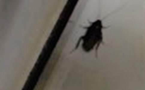 大戰(zhàn)蟑螂作文