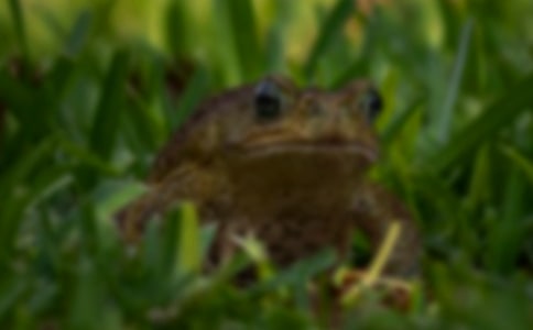 ���Ț�������(du��)���A��ܳ��w����Ѫ�t��(x��)����Ӱ�