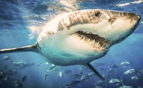 我的“鯊魚”老兄