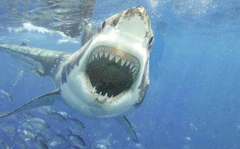 我-小鯊魚(yú)的遭遇作文