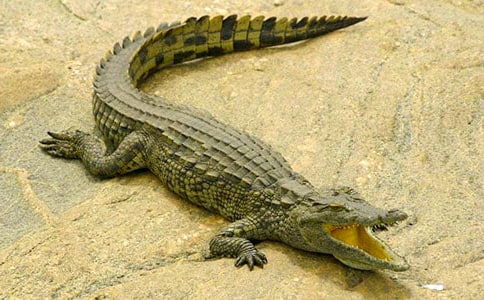 鱷魚來(lái)了中班體育教案