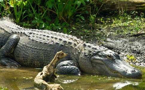 鱷魚做廣告作文