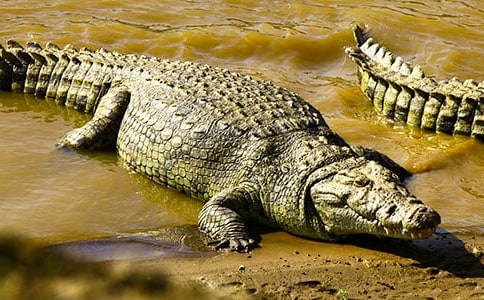 關(guān)于鱷魚的作文