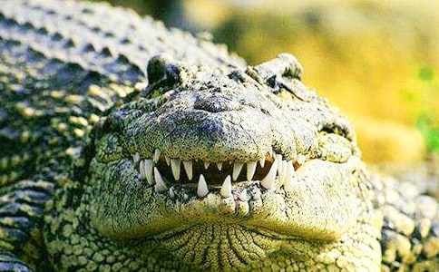 �а��׃��w�����{�~���ˡ��̰��O(sh��)Ӌ(j��)��ͨ��10ƪ��