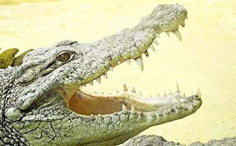 �����b�Ĵ��{�~����