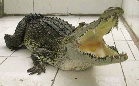 �P���{�~�����꼉����400��