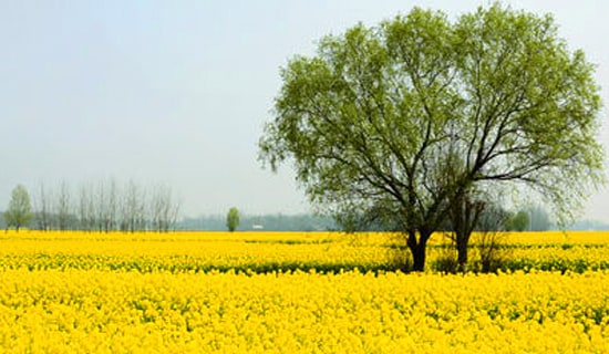 �����ĵ��w��(hu��)